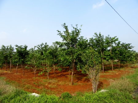 2) Plots with 24 Red Sandal Wood Trees Near Yerpedu - Venkatagiri Highway.JPG